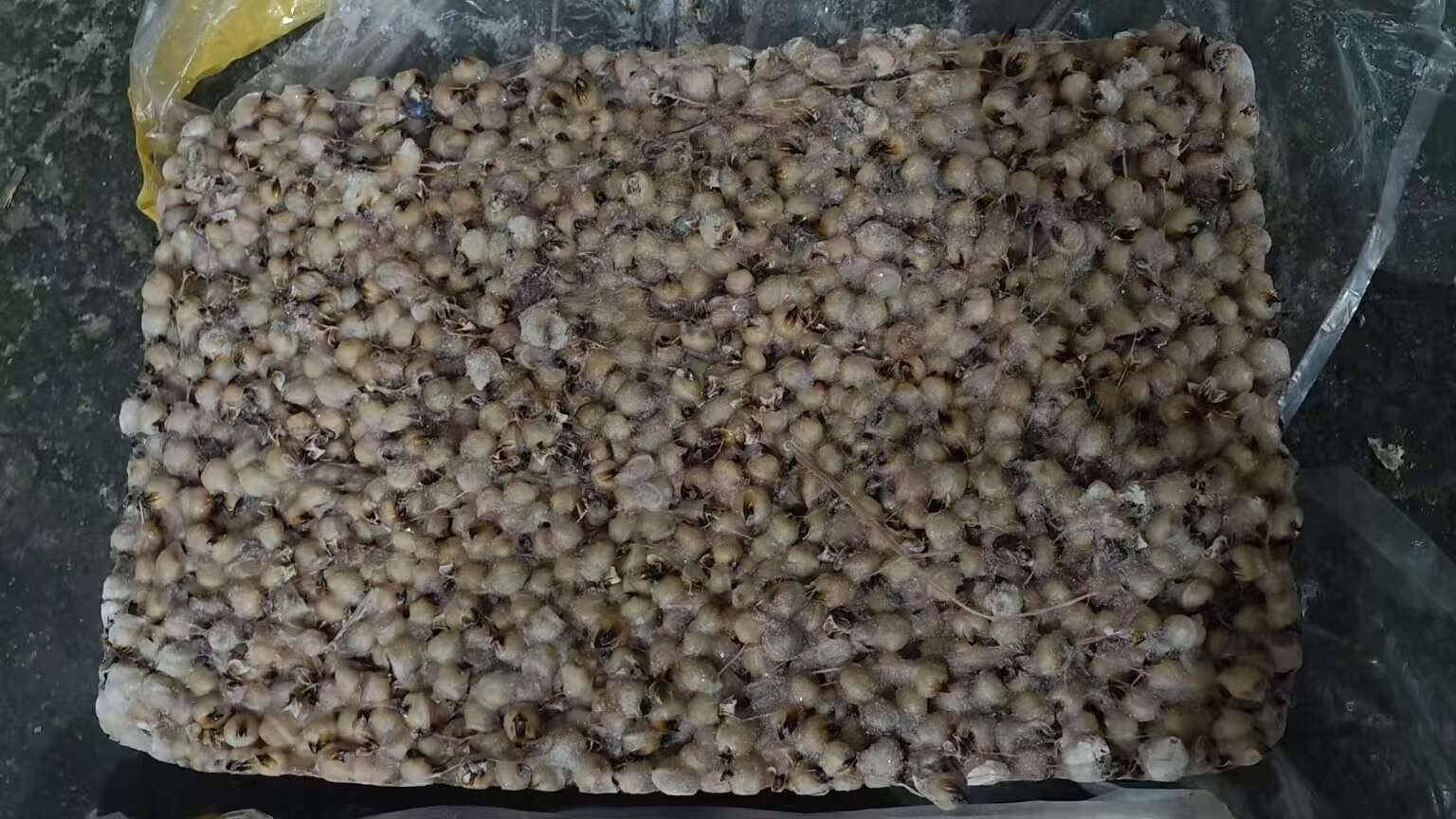 鱿鱼嘴