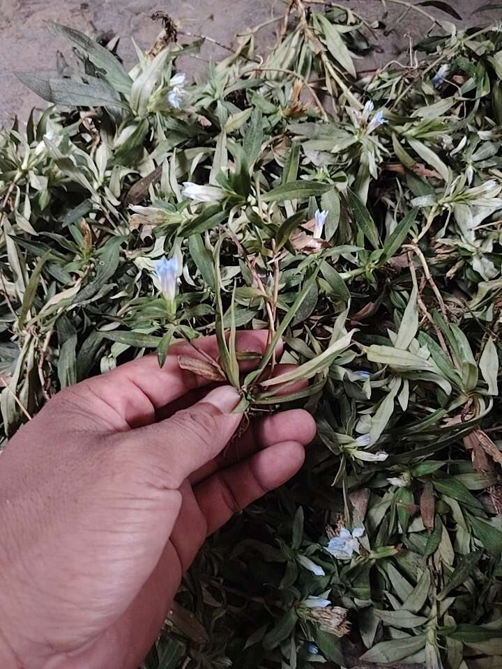 福建，龙胆草，地莲花