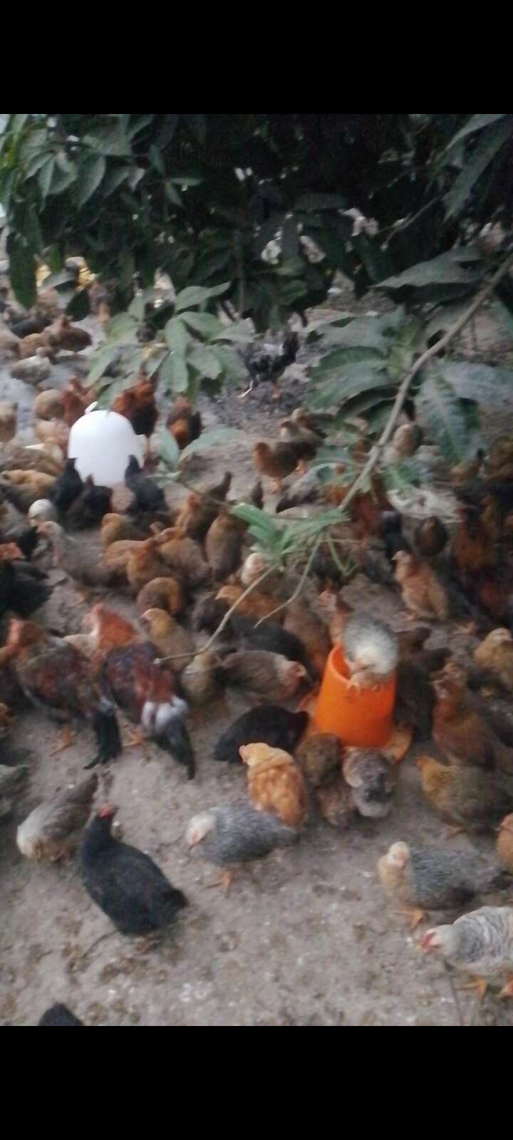 鸡苗，蚂蚁鸡，肉鸡的天花板，来电洽谈【海南出品】