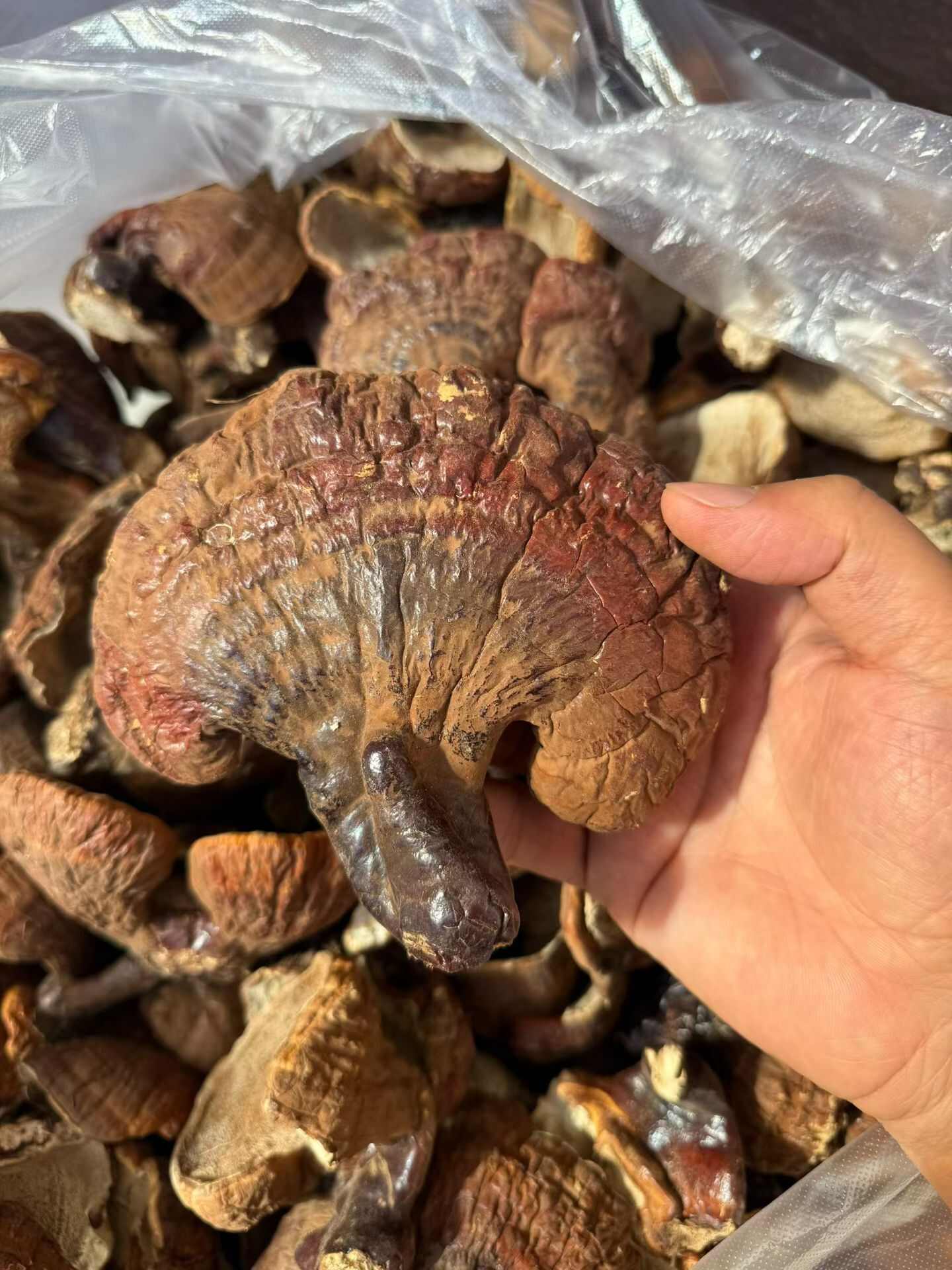 林下灵芝，甘香不苦，