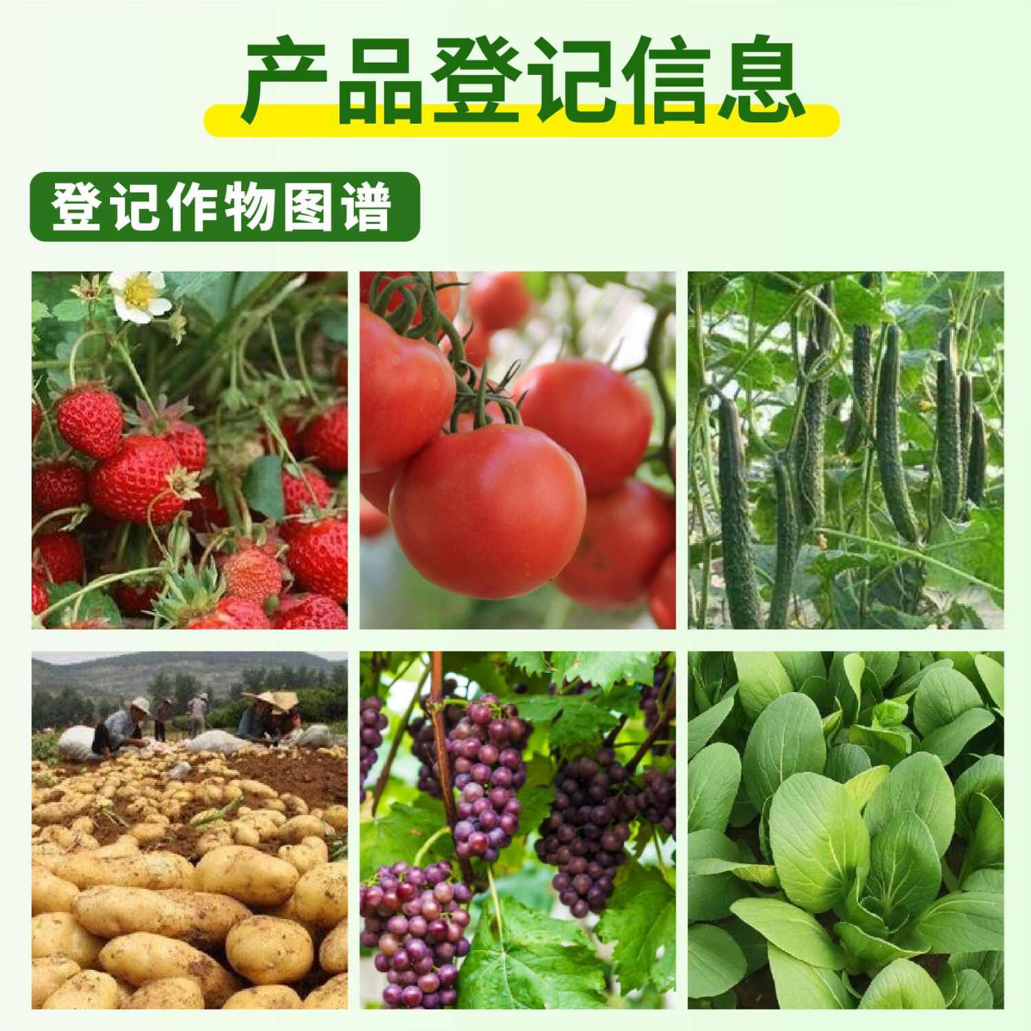 巴斯夫凯泽50%啶酰菌胺草莓番茄黄瓜葡萄马铃薯油菜灰霉病早疫