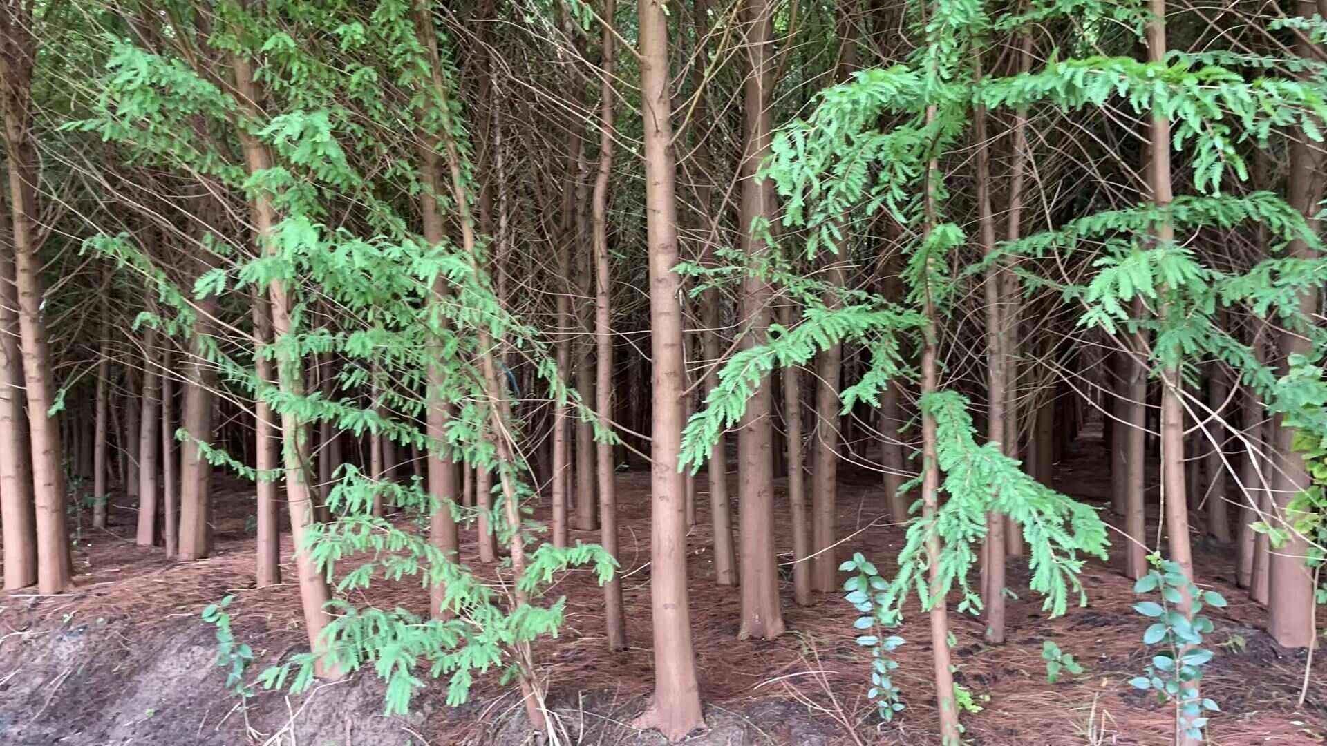 中山杉
