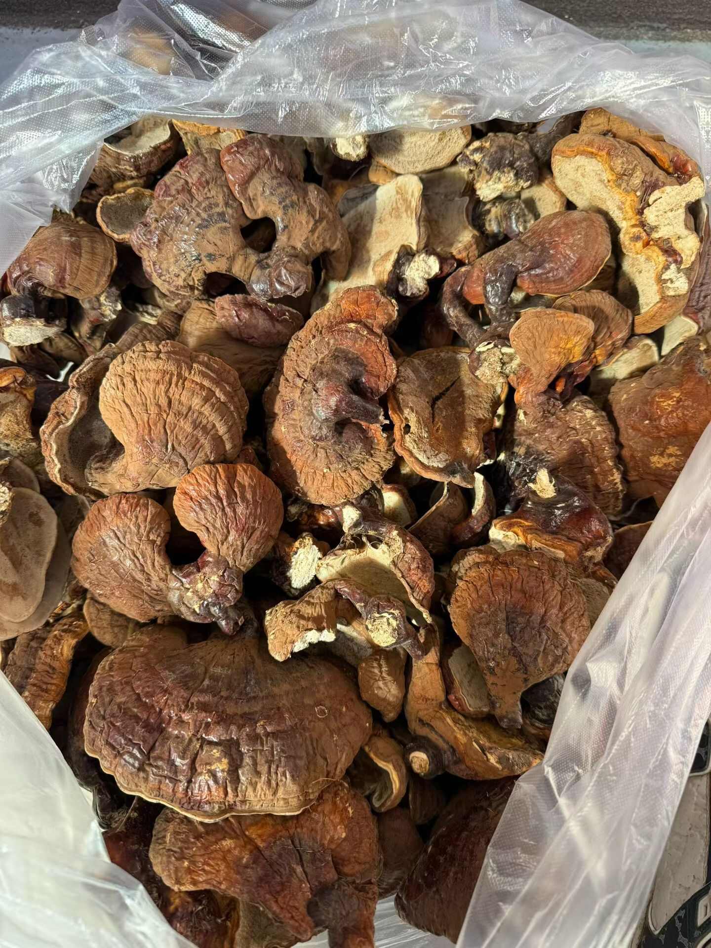 林下灵芝，甘香不苦，