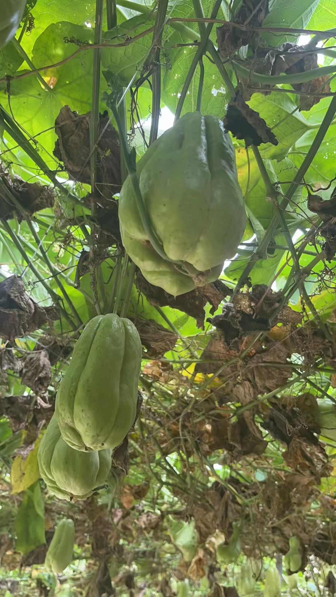 佛手瓜种子