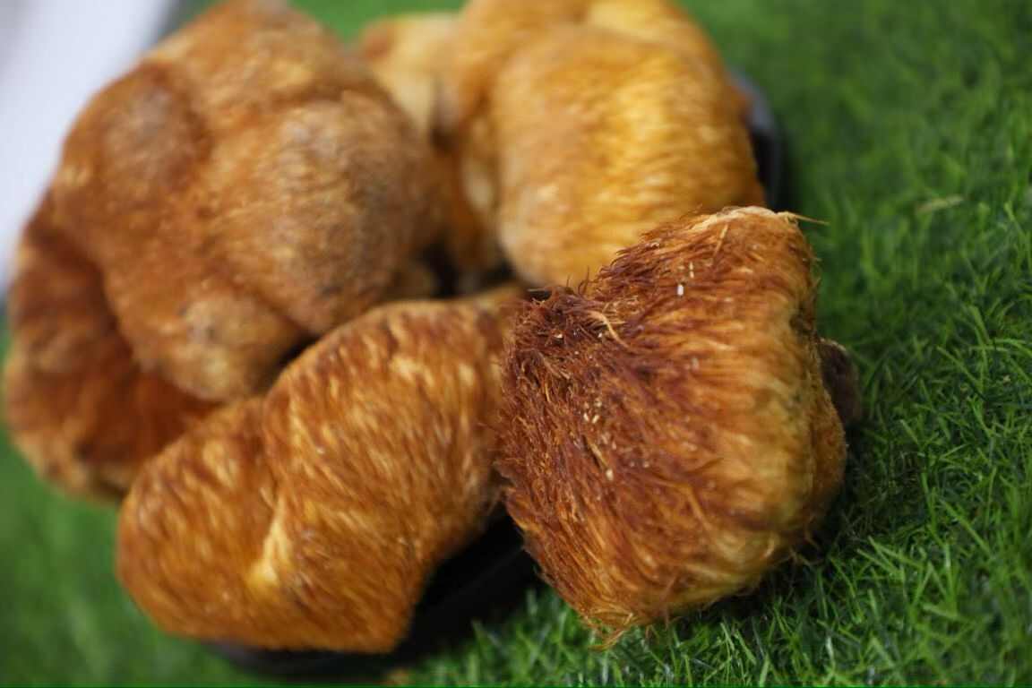 野生猴头菇，营养好吃，没有科技狠活