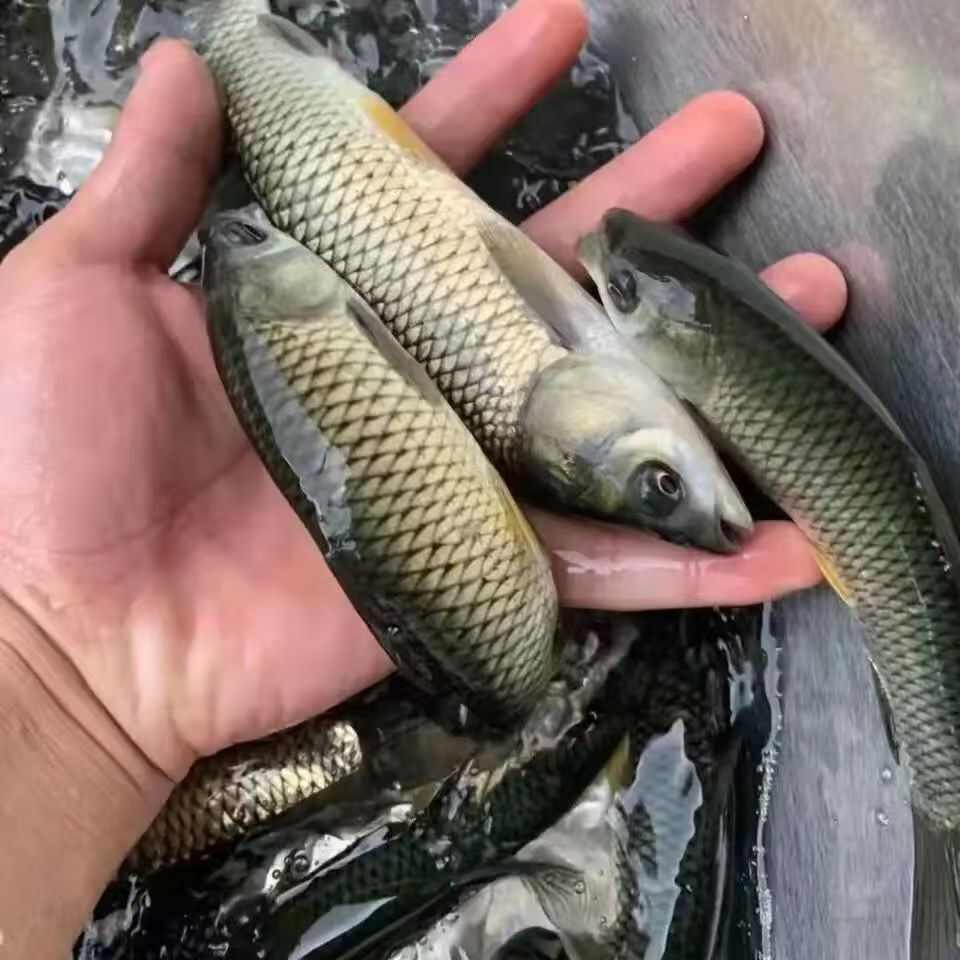 草鱼苗 鲩仔苗 鲩鱼苗 已打疫苗