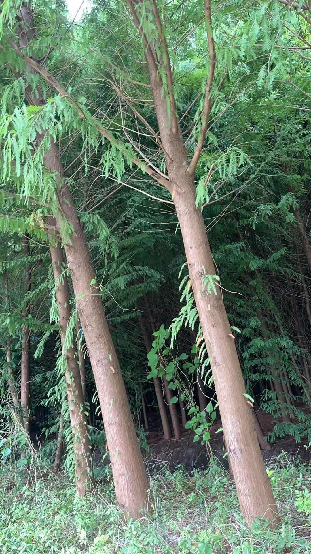 中山杉