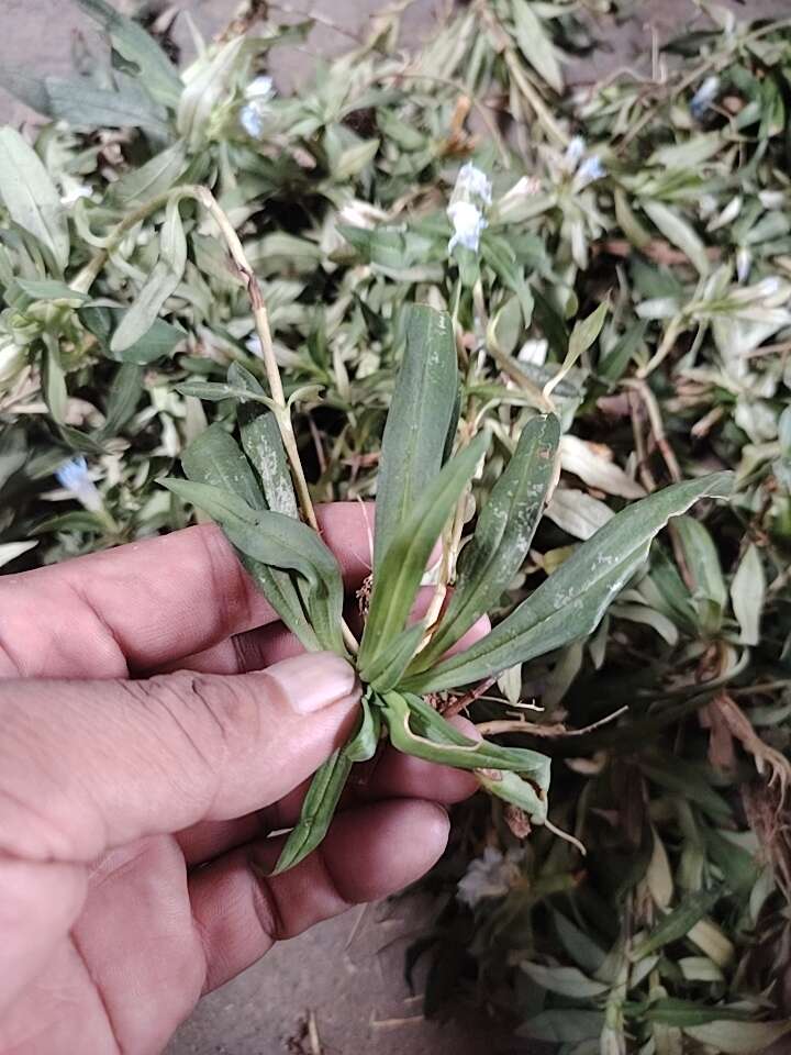 福建，龙胆草，地莲花