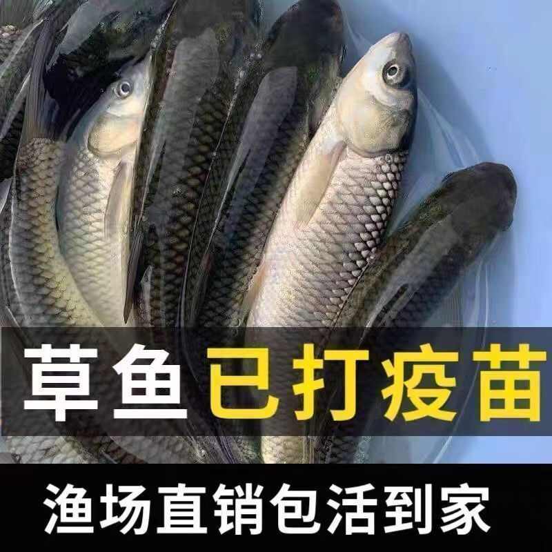 草鱼苗 鲩仔苗 鲩鱼苗 已打疫苗