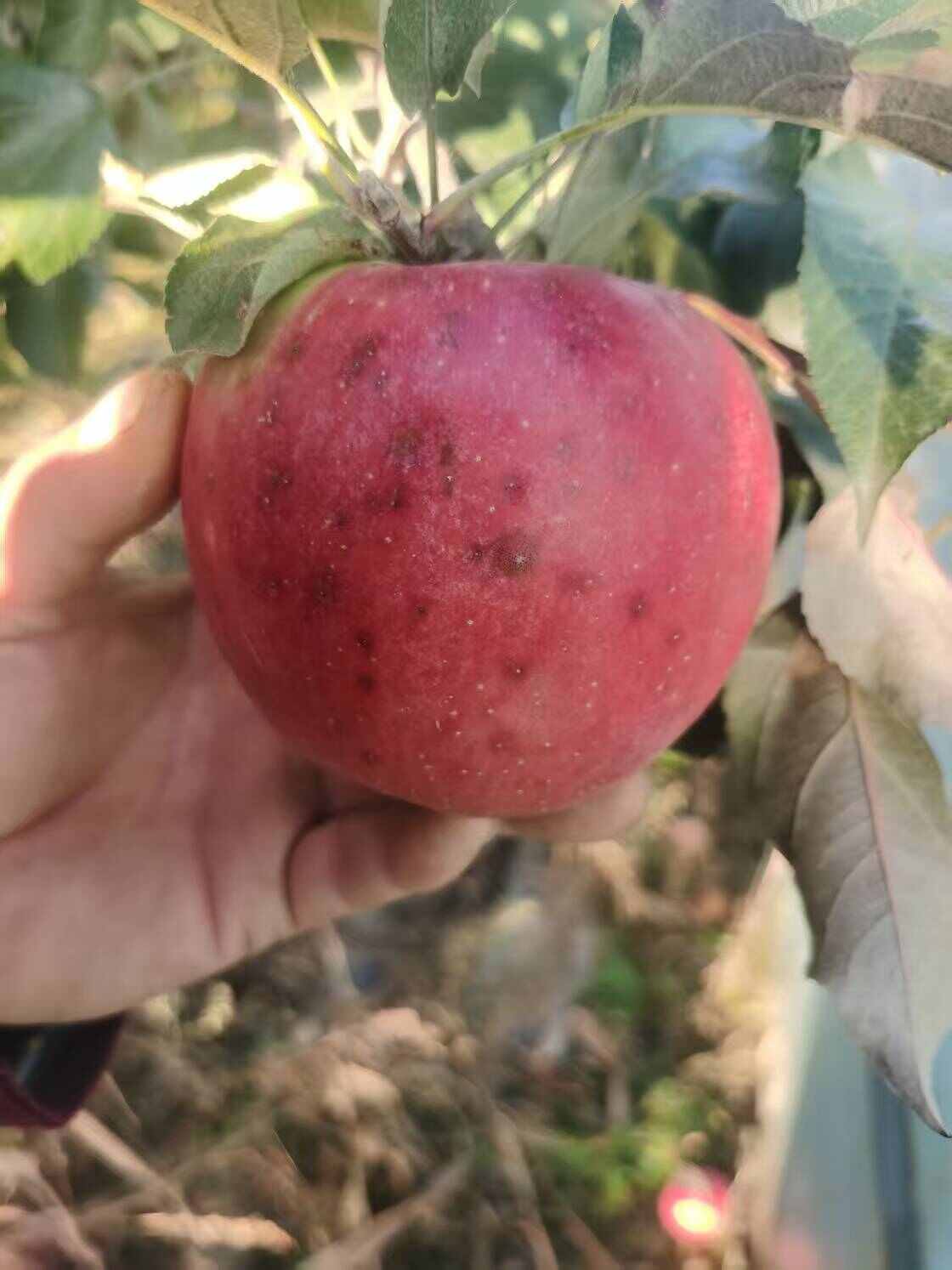 寒富苹果，物美价廉，量大批发，