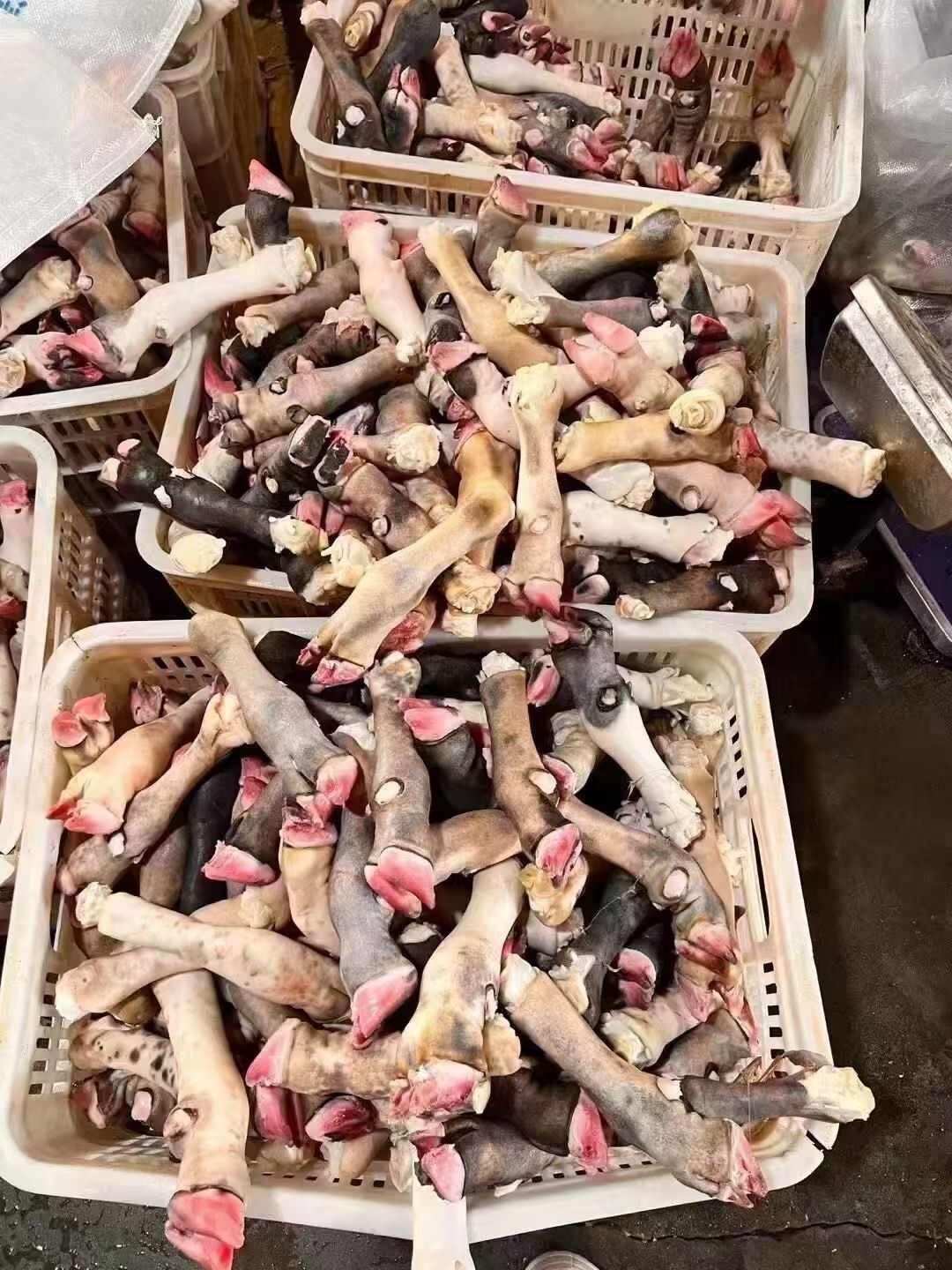 育肥羊花蹄