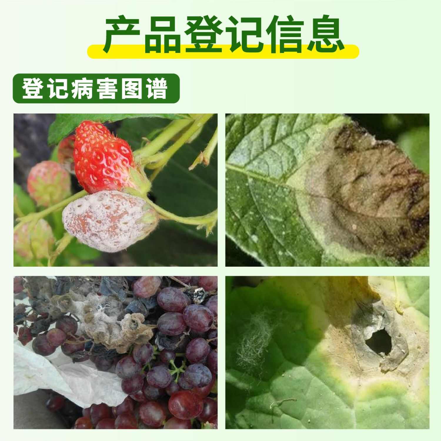 巴斯夫凯泽50%啶酰菌胺草莓番茄黄瓜葡萄马铃薯油菜灰霉病早疫