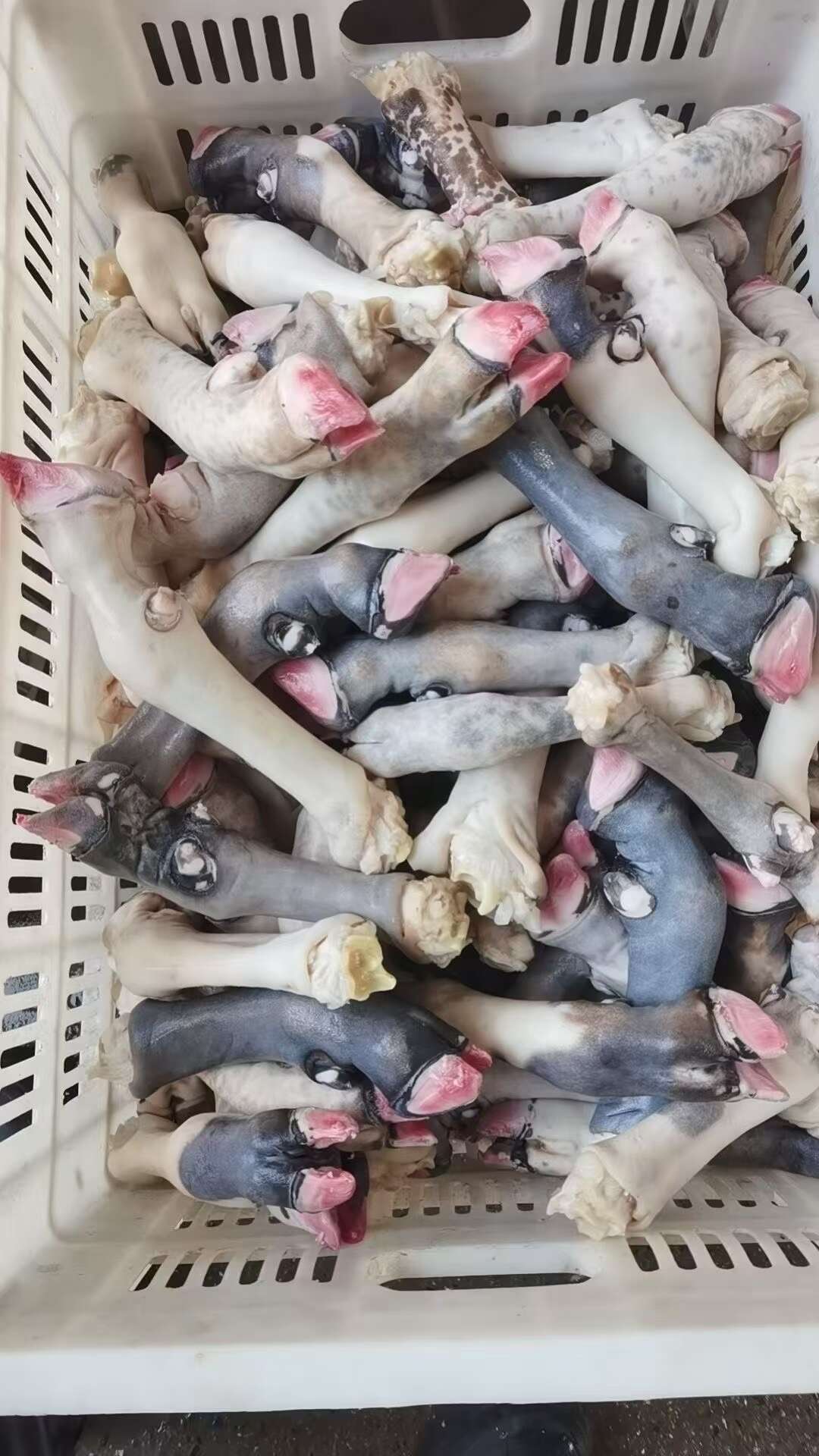 育肥羊花蹄