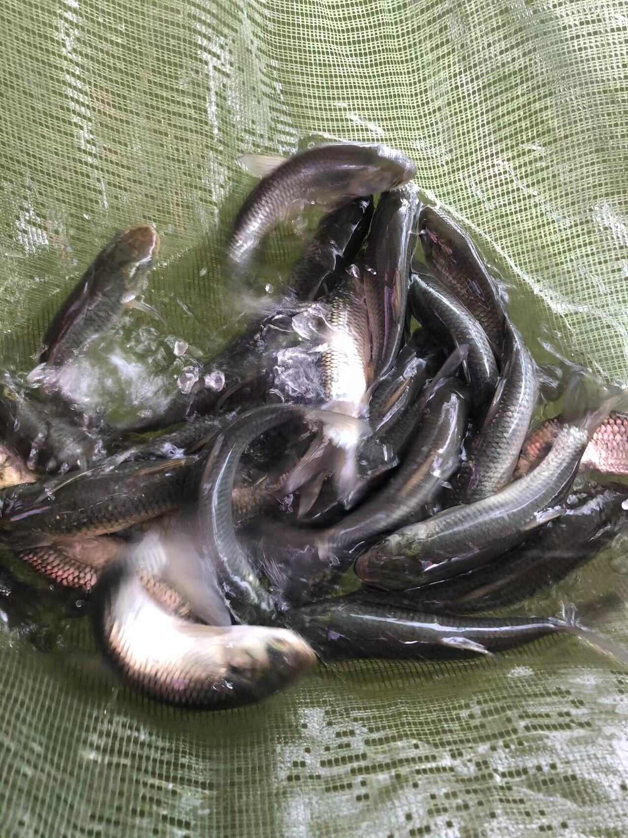 草鱼苗 鲩仔苗 鲩鱼苗 已打疫苗