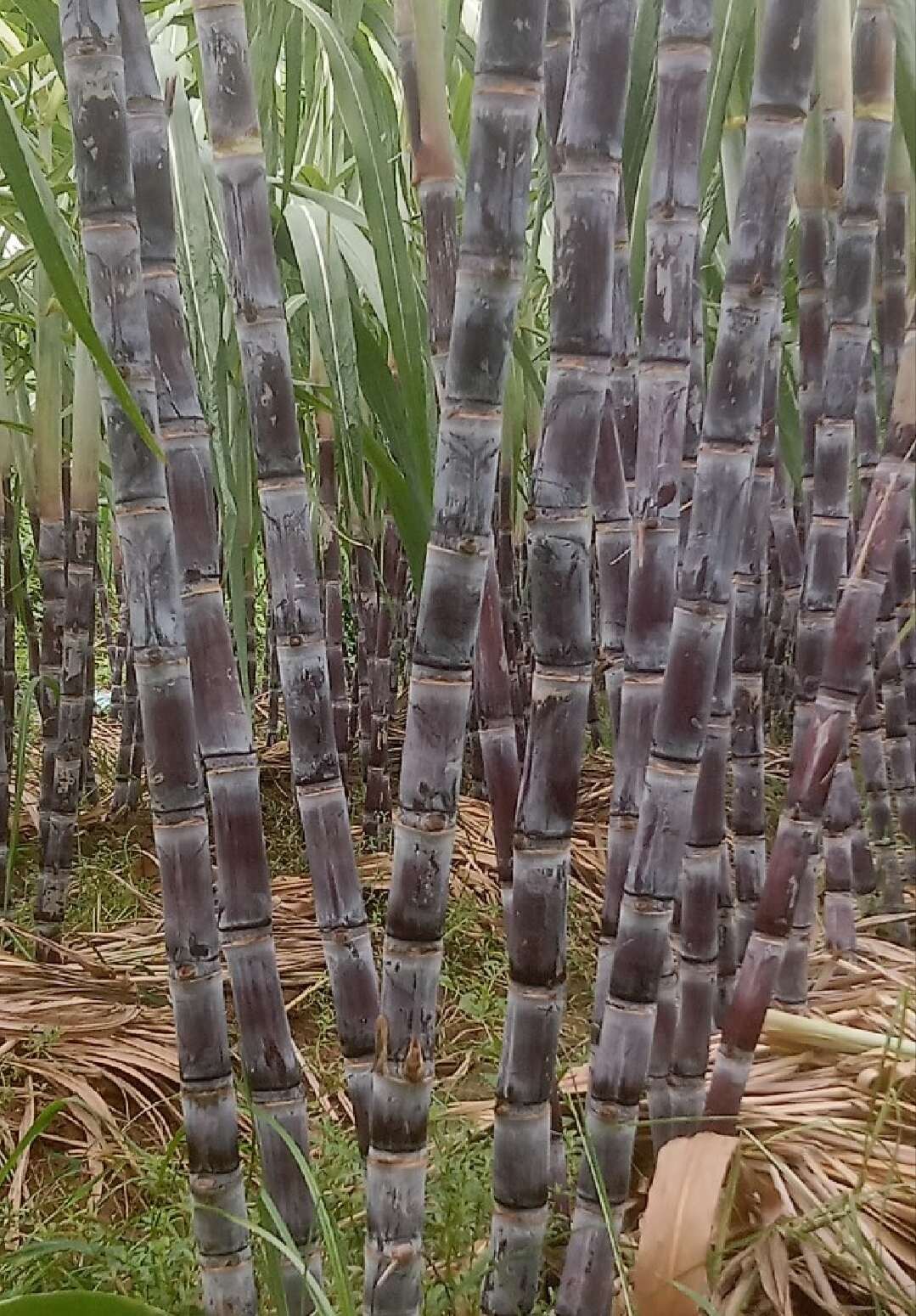 黄金甘蔗，水大，口感好，产地直采！！！