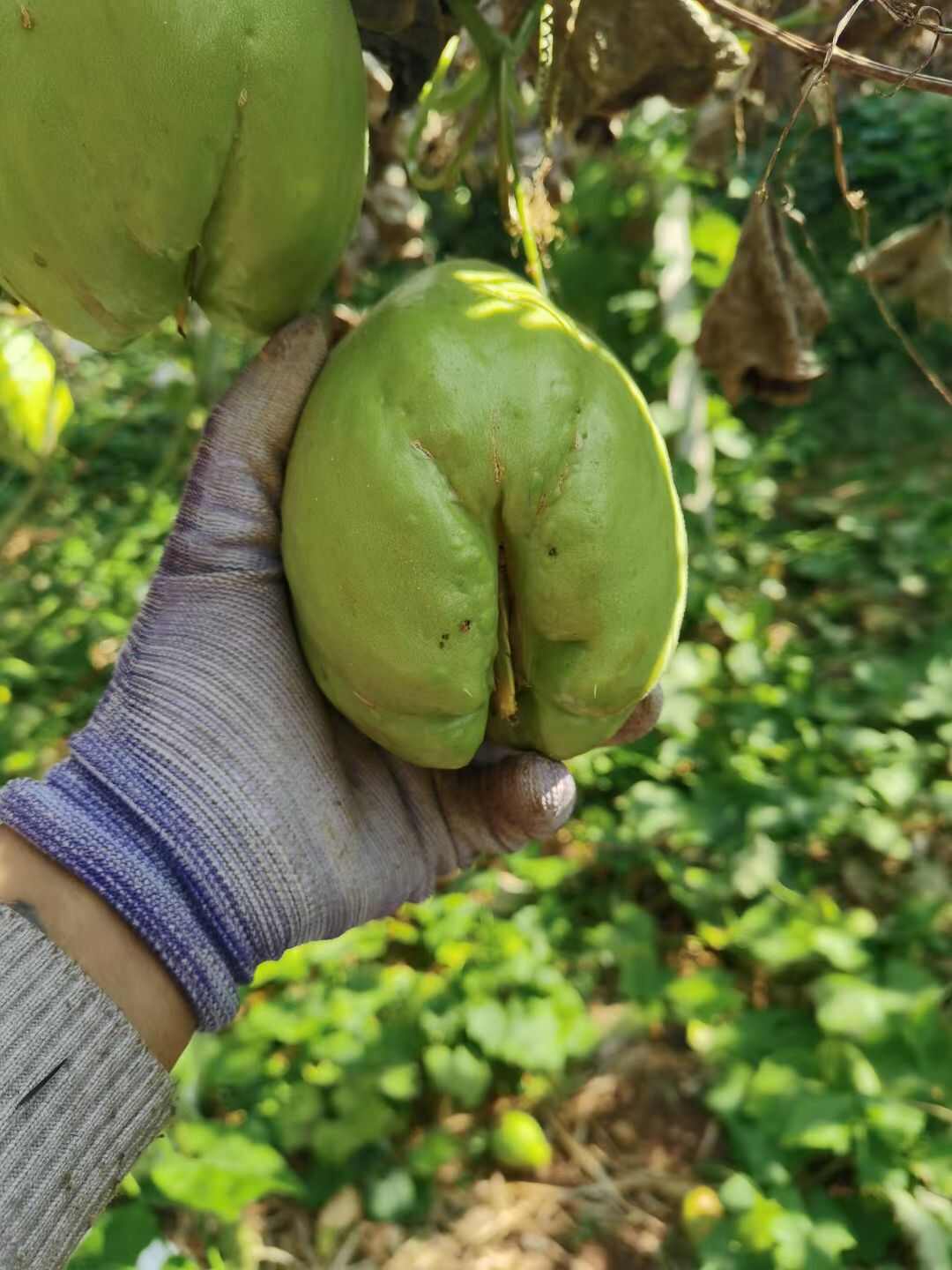 佛手瓜种子
