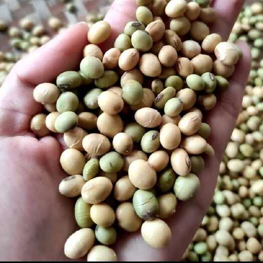 黎平县2025年新黄豆打豆浆生豆芽散装