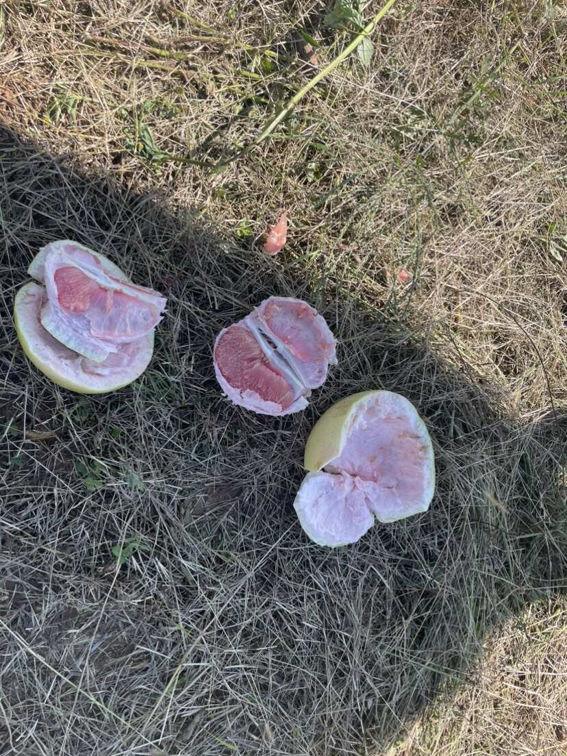 套袋三红柚