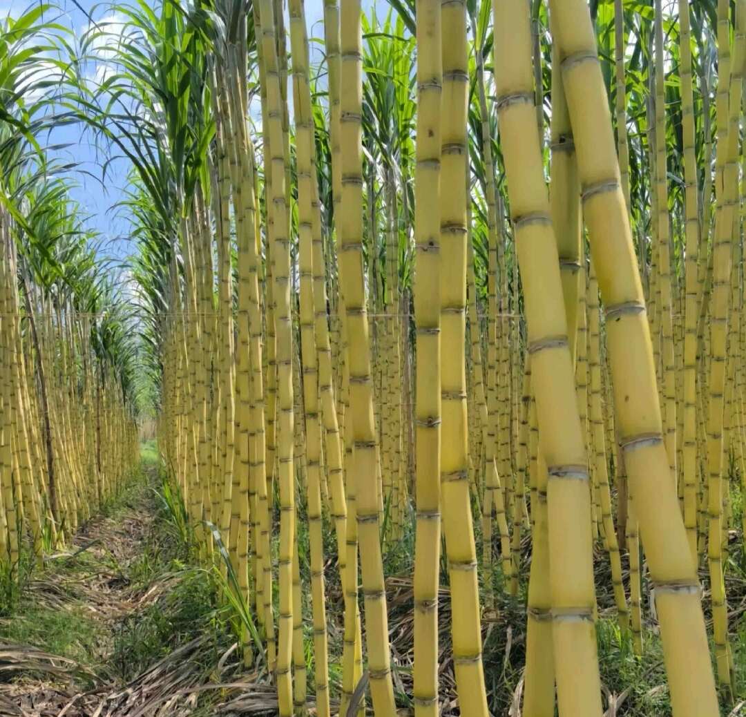 黄金甘蔗，水大，口感好，产地直采！！！