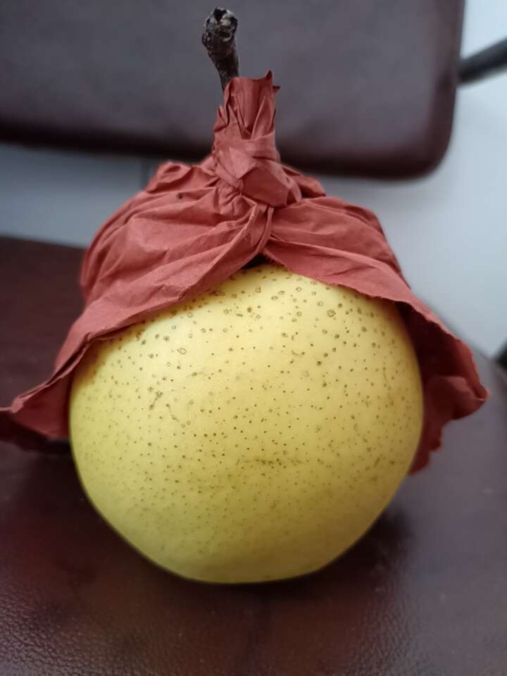 自家产的梨