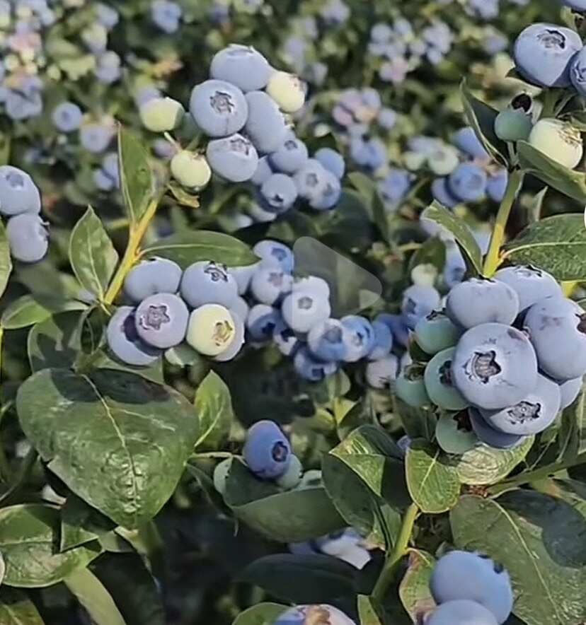 云南基地直发 各种规格