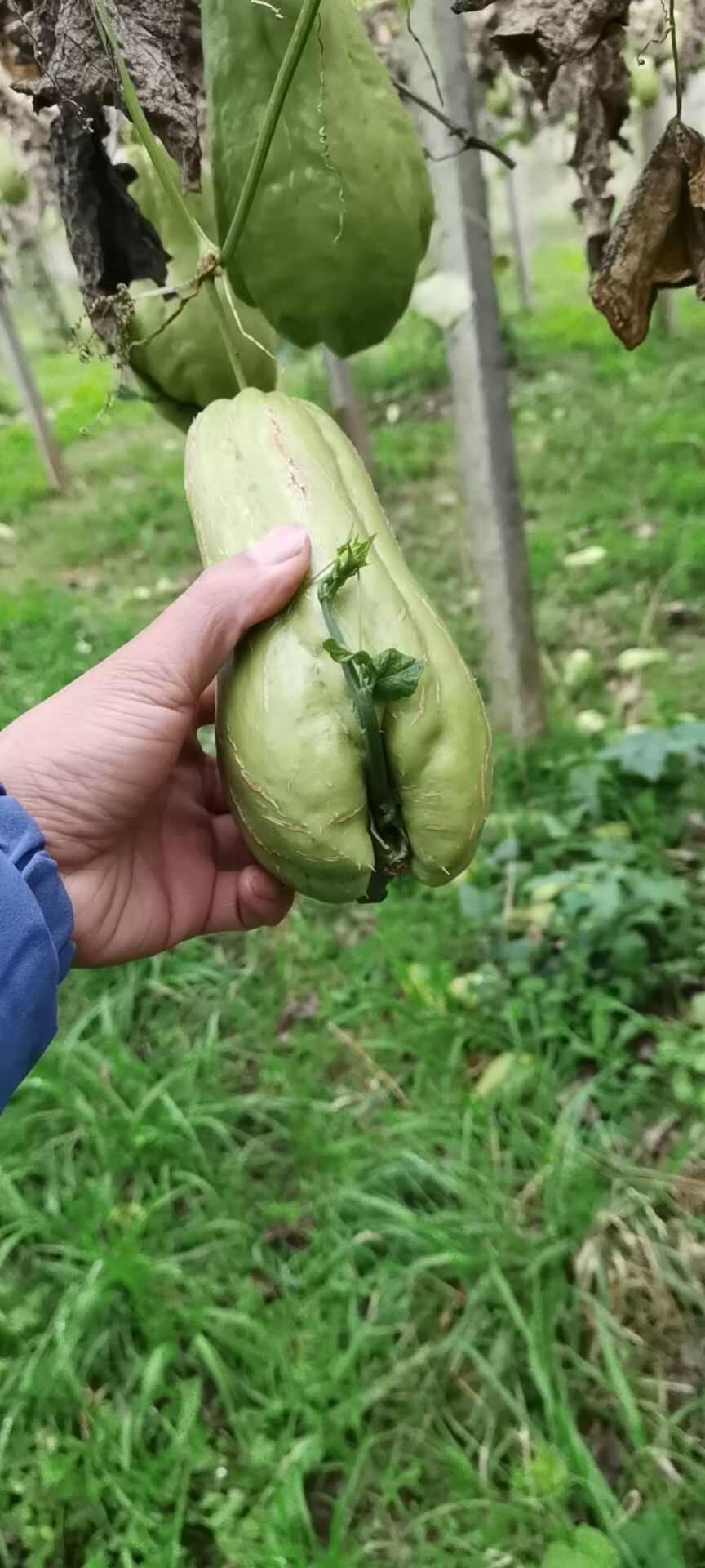 佛手瓜种子