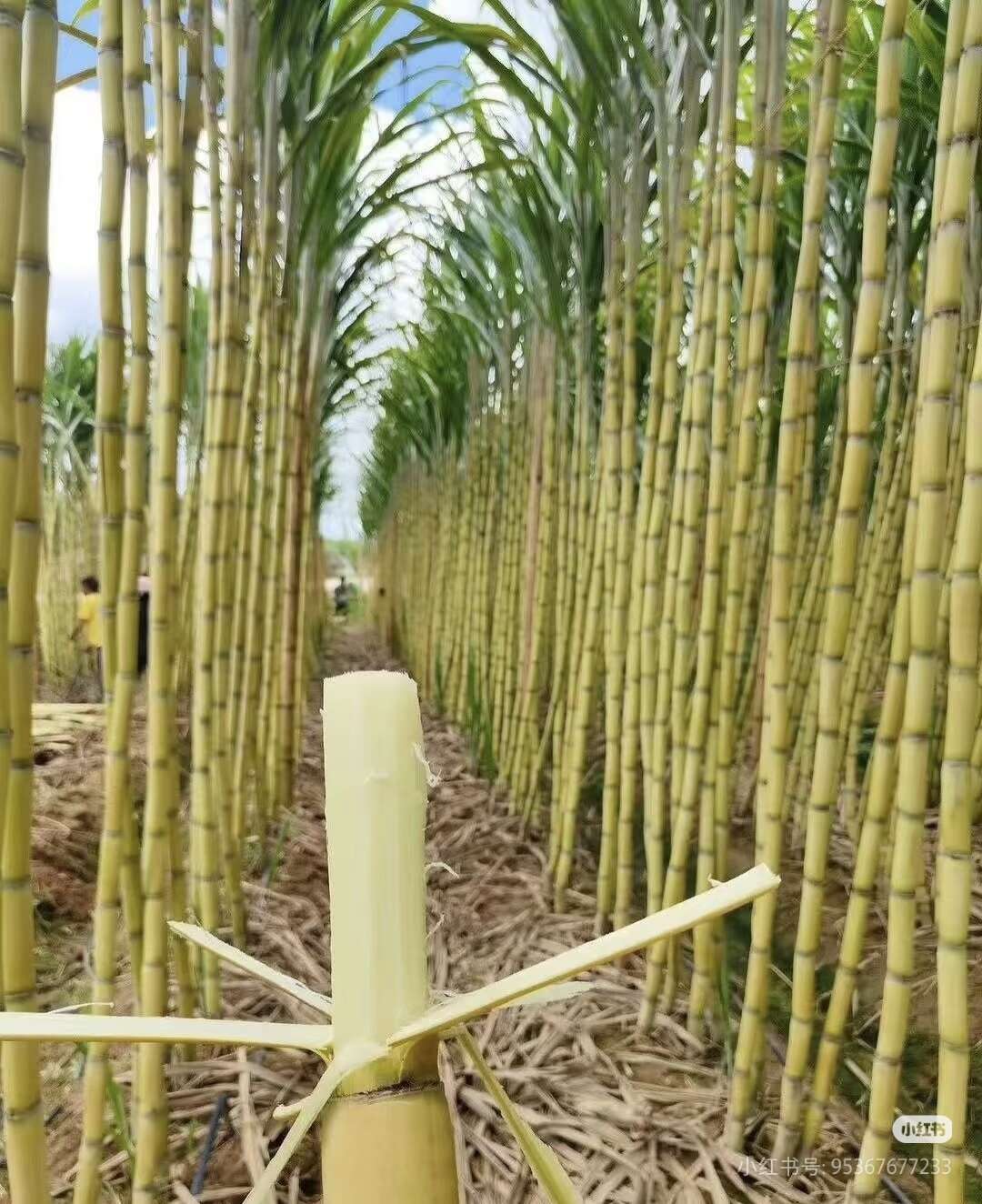 黄皮甘蔗