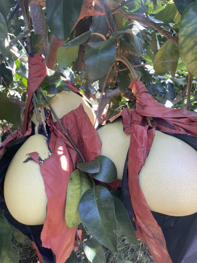 套袋三红柚
