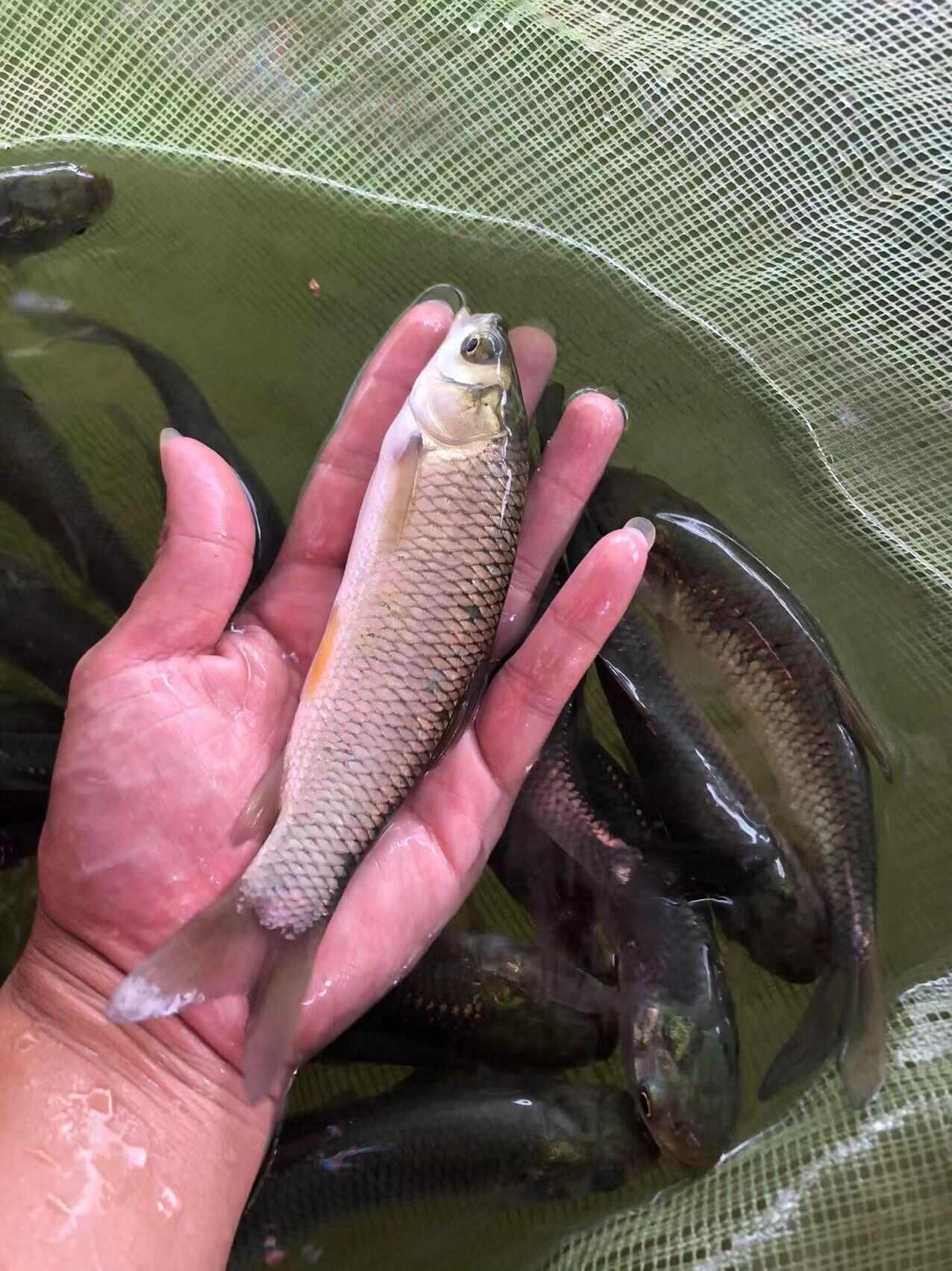 草鱼苗 鲩仔苗 鲩鱼苗 已打疫苗