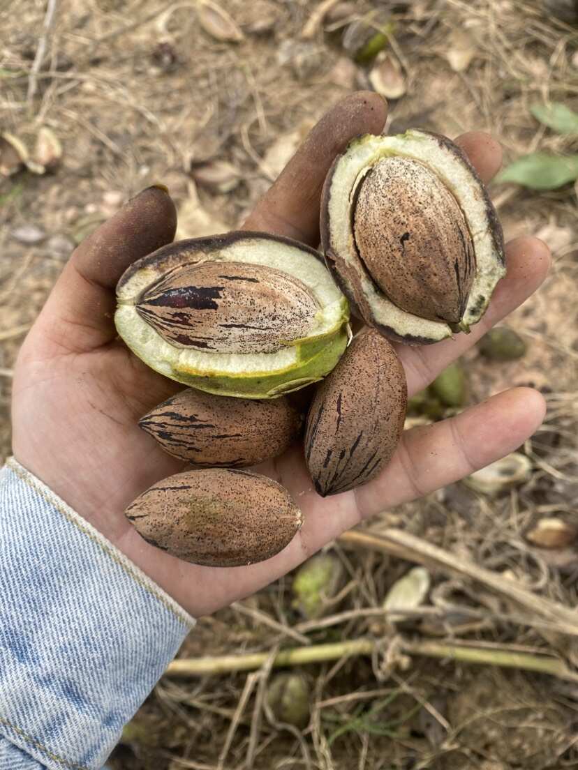 自产自销25年新果刚落地生碧根果美国薄壳山核桃