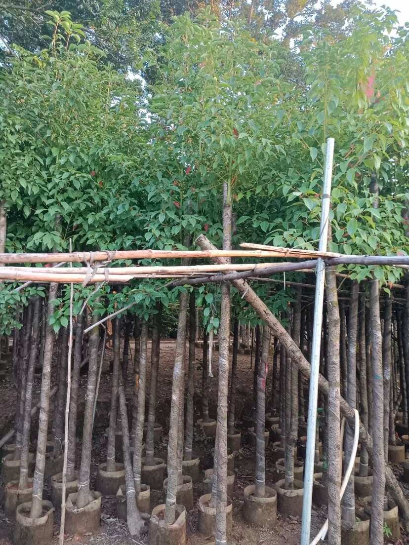 香樟树