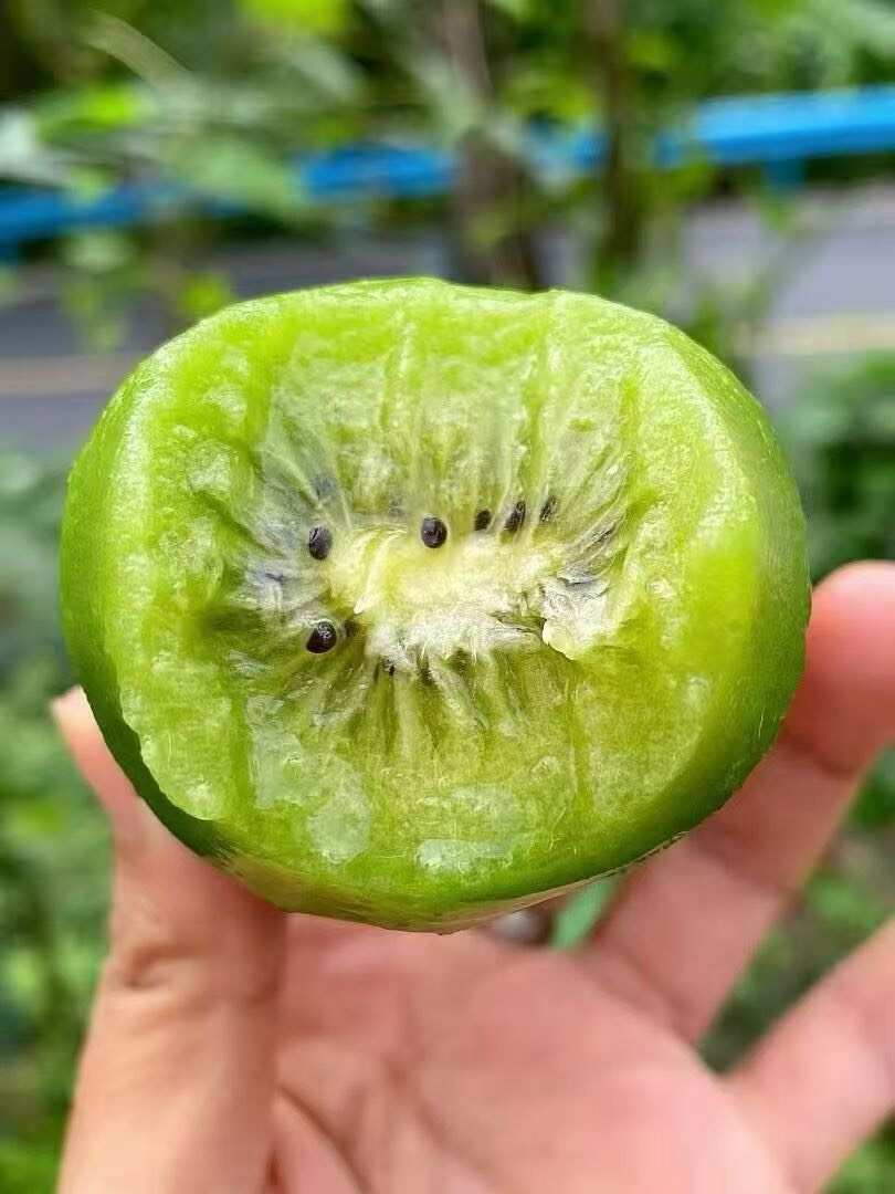 徐香猕猴桃酸甜刚刚好