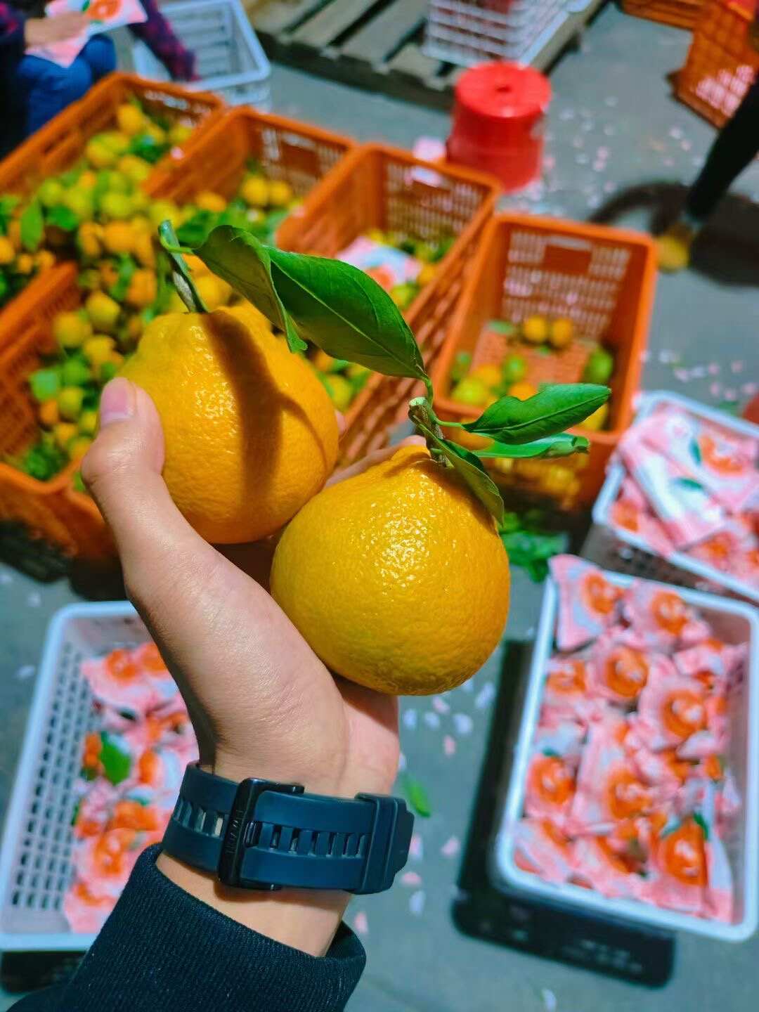 《丑橘》耙耙柑纯甜无酸，可接商超供货市场档口电商平台出口贸易