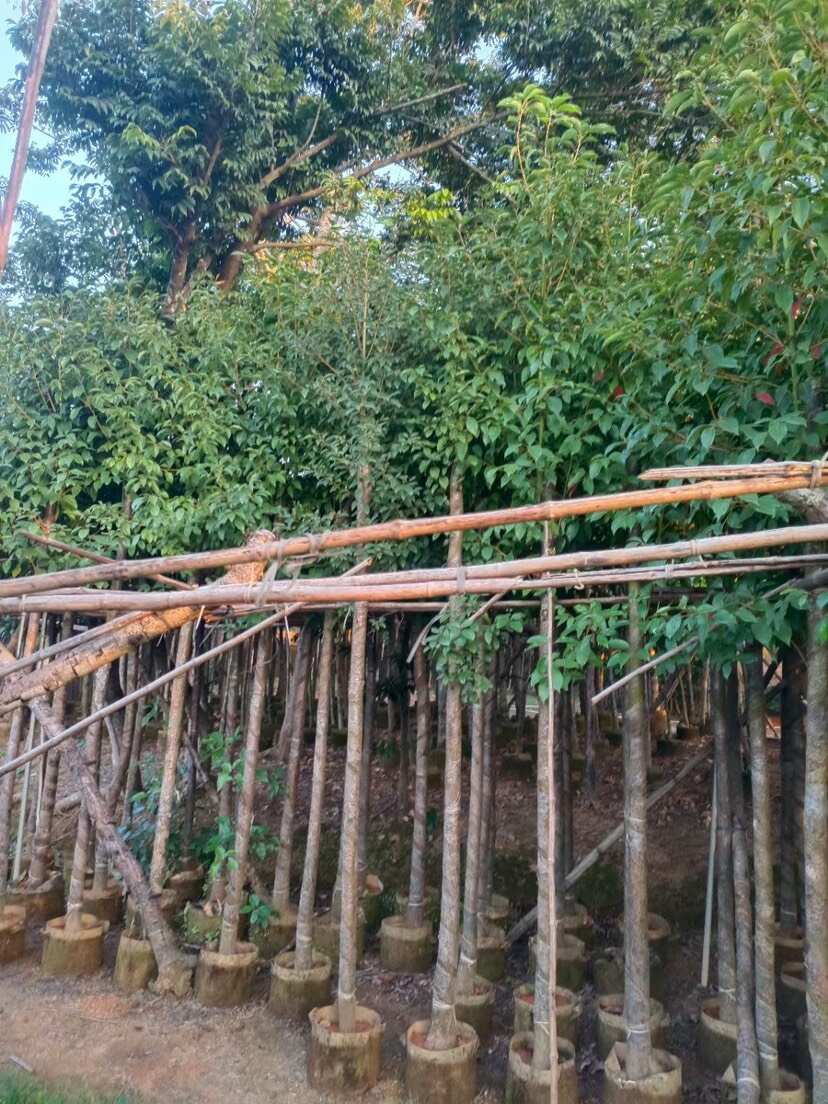 香樟树