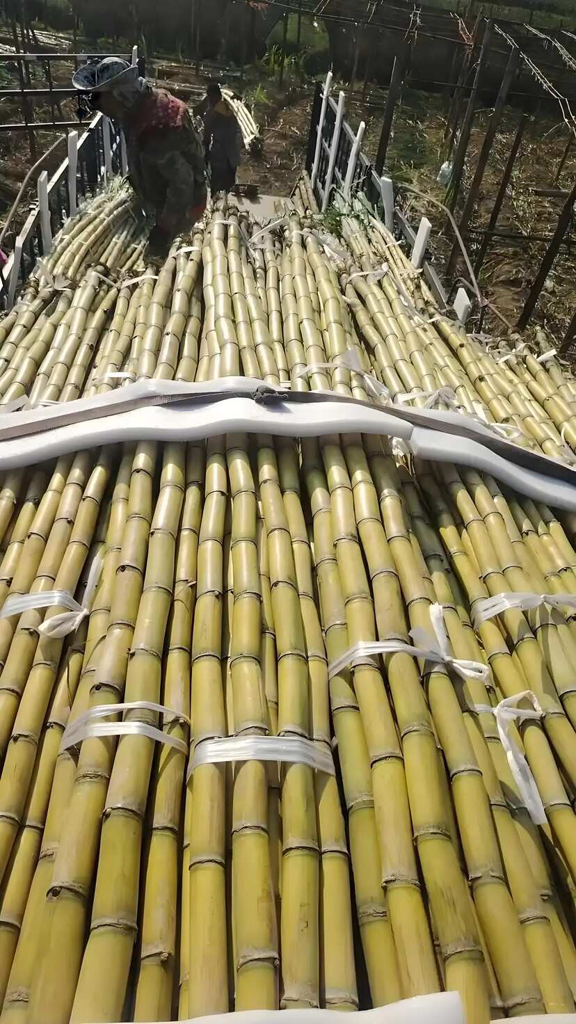 云南蒙自黄皮甘蔗 精品果 2.5米以上