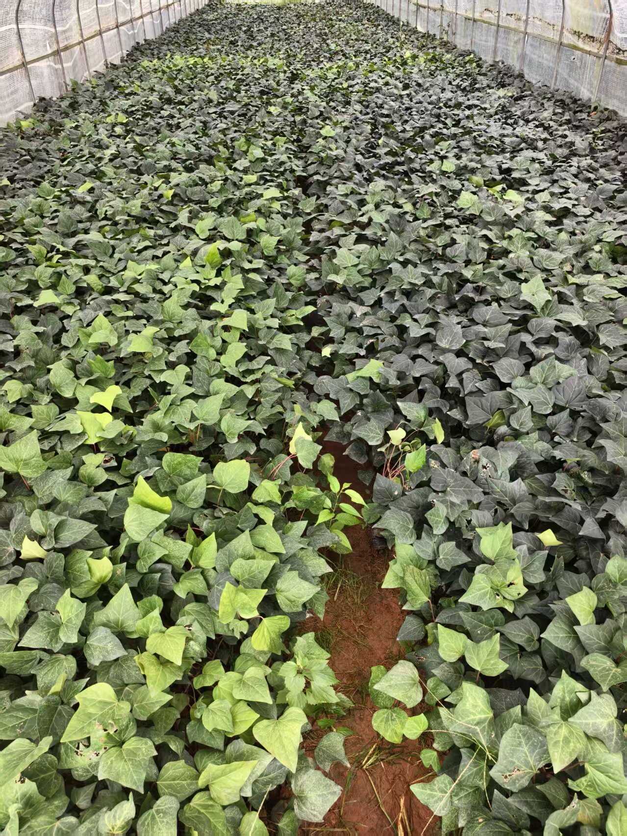 常青藤  常春藤种植销售