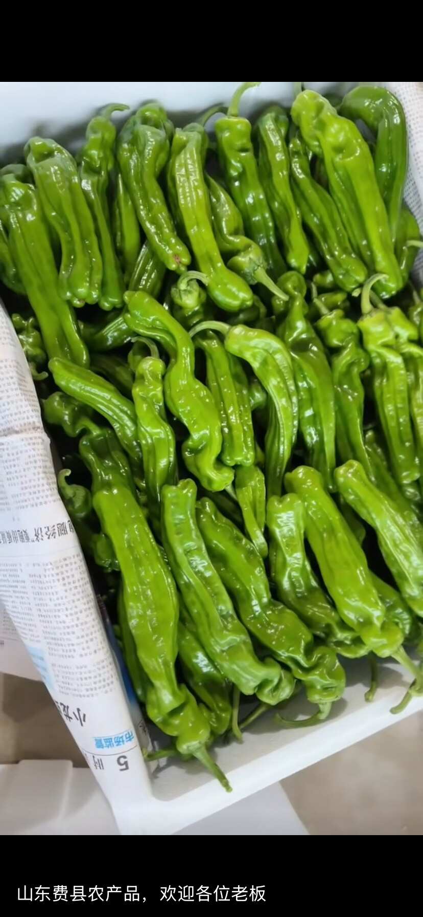 山东费县辣椒（种类全，欢迎各位老板电话咨询）