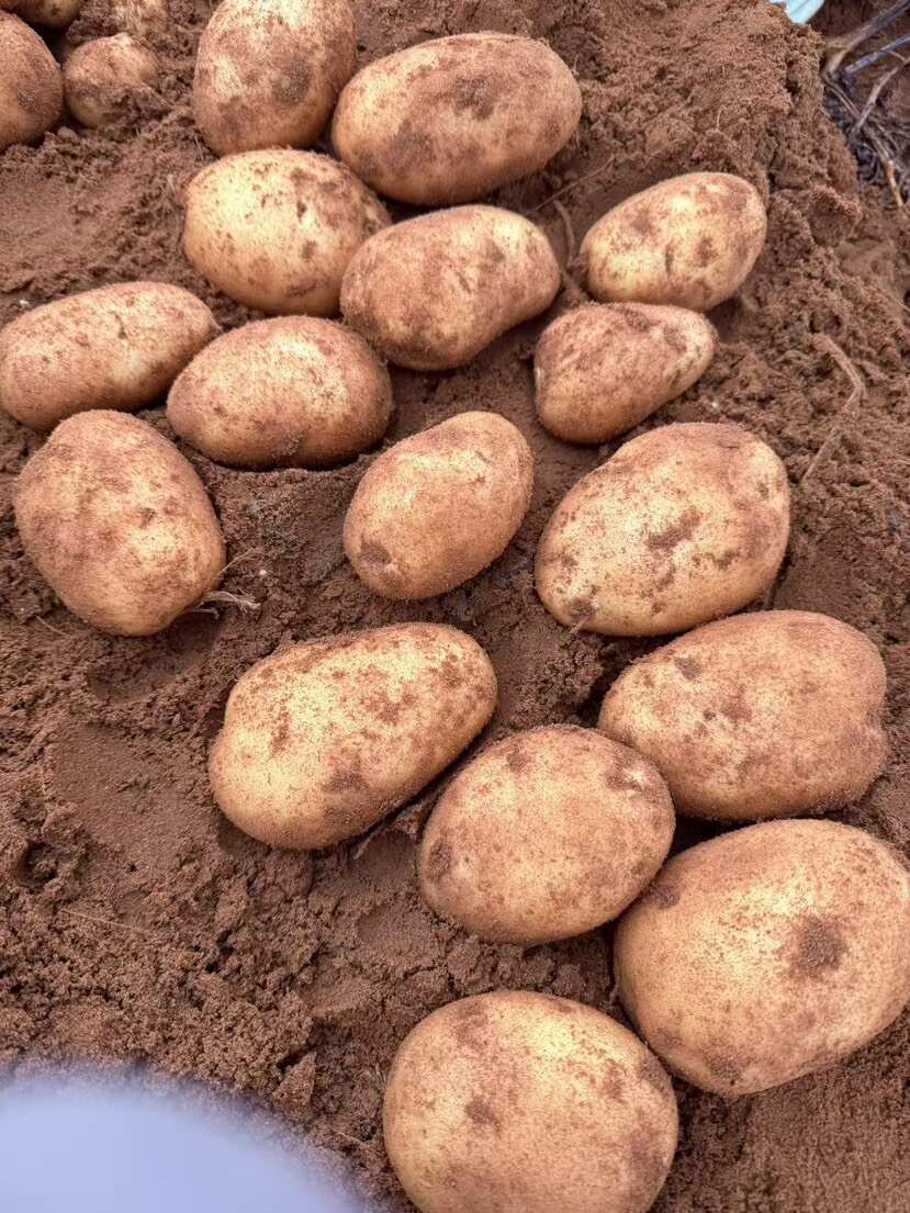 伊金霍洛旗有千亩三优V7大量出货，有想法的老板可随时看货验货