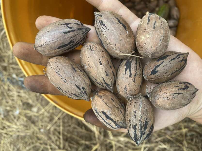 自产自销25年新果刚落地生碧根果美国薄壳山核桃