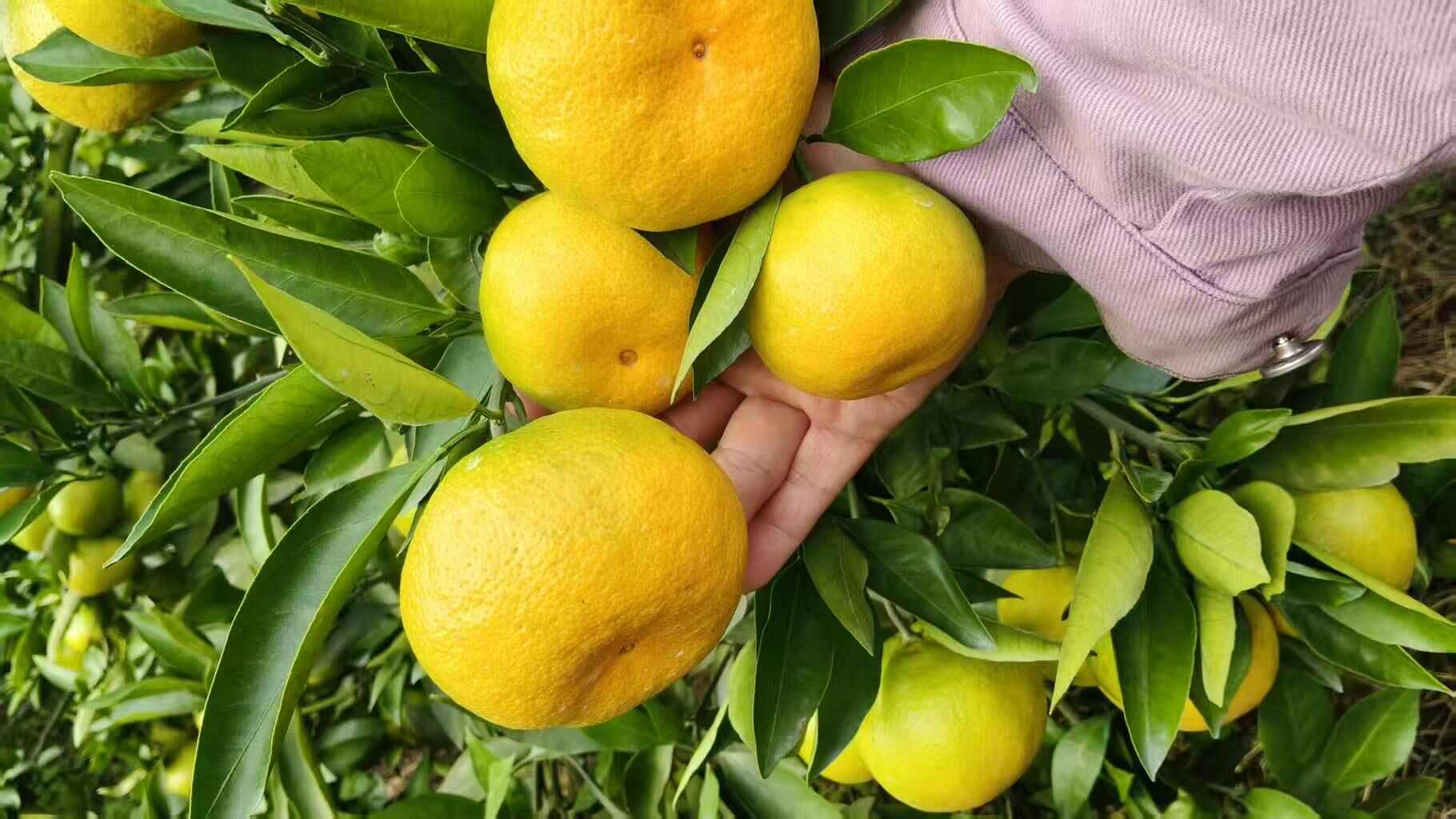 四川资阳蜜桔新鲜柑桔产地直发