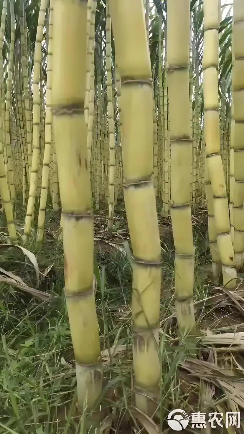 云南蒙自黄皮甘蔗 精品果 2.5米以上