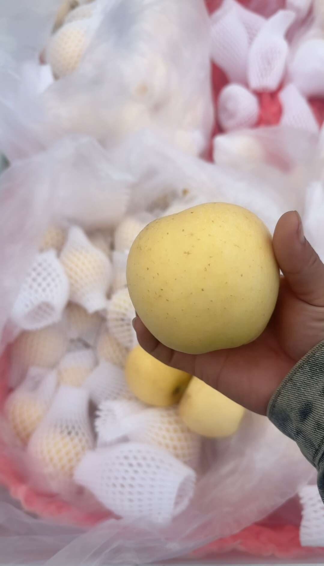 黄金维纳斯苹果