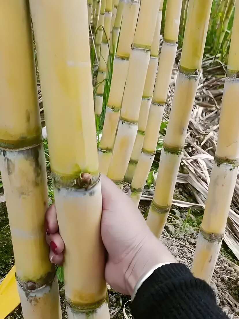 云南蒙自黄皮甘蔗 精品果 2.5米以上