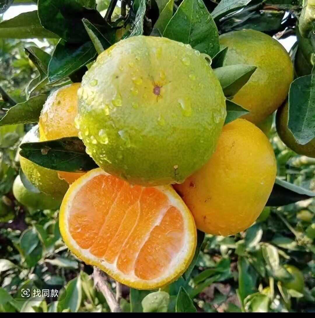 四川资阳蜜桔新鲜柑桔产地直发
