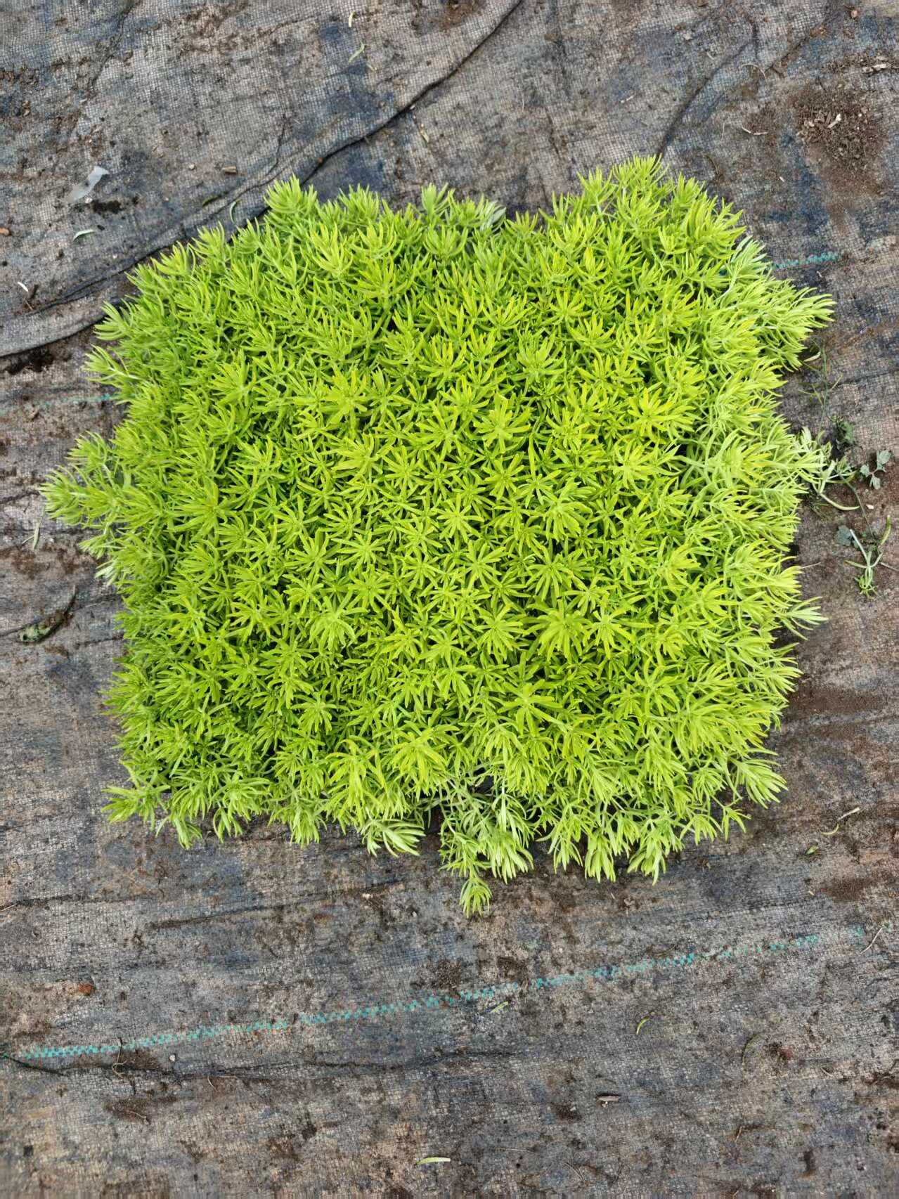佛甲草方盘苗，