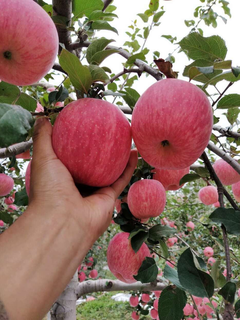 陕西铜川亮哥果园红富士苹果
