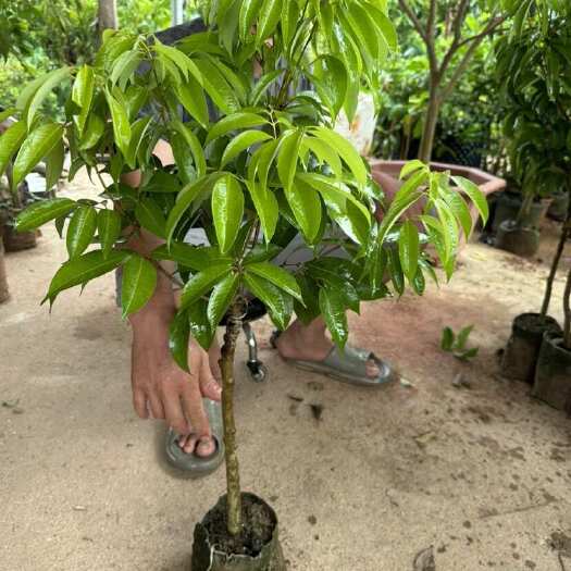 灵山县马贵荔枝苗，也叫八月荔，晚熟品种