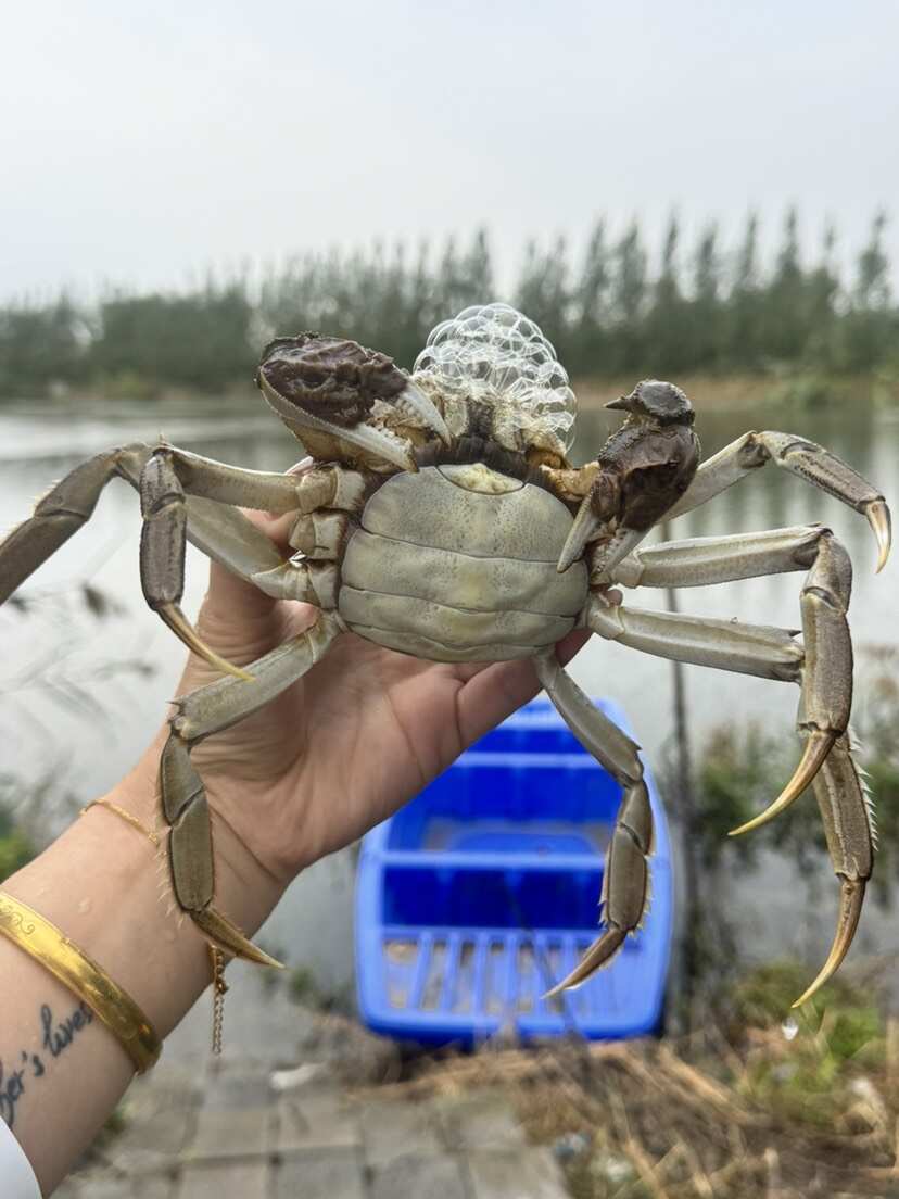 微山湖大闸蟹