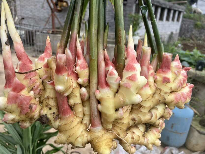 贵州普定二黄姜 带土新鲜生姜 欢迎老板订购