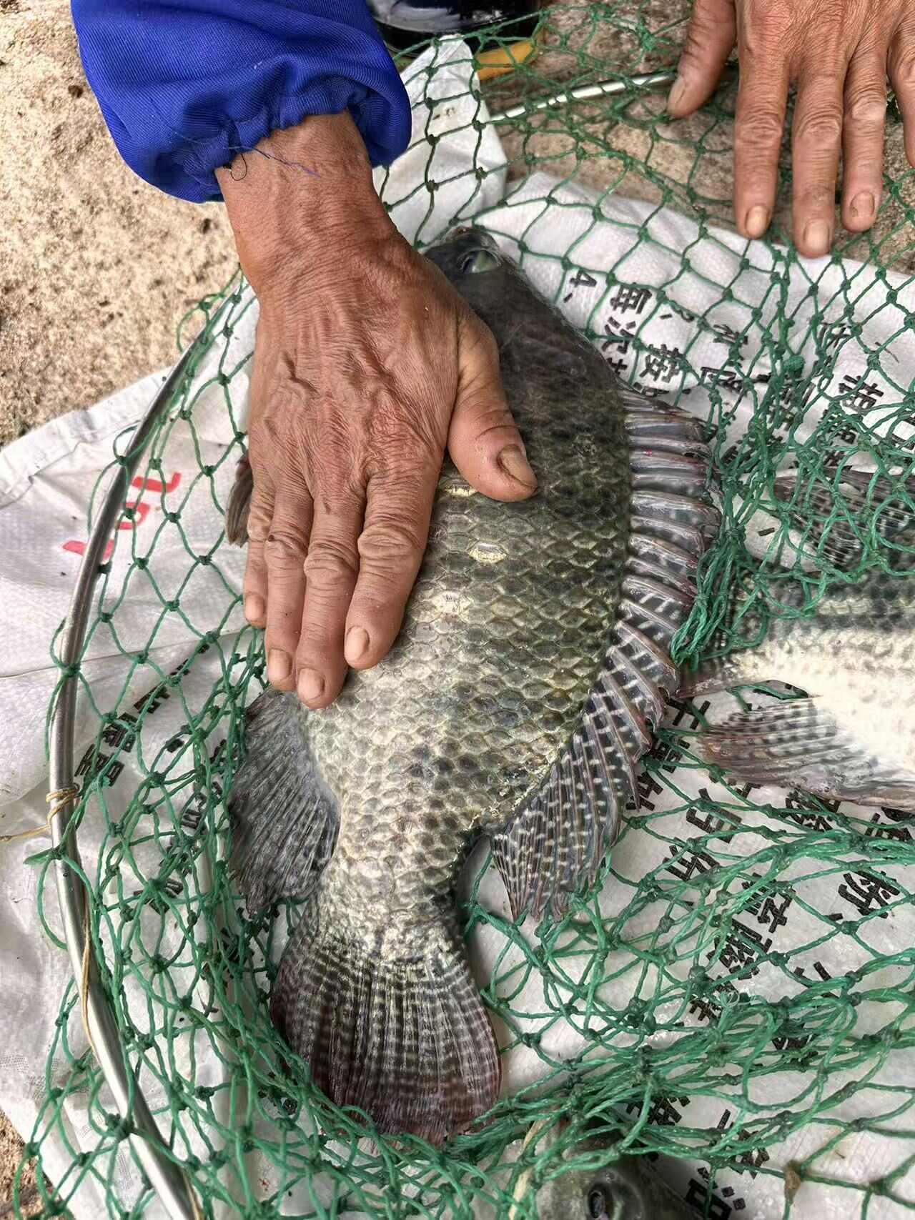 大罗非鱼，肉质鲜美，营养丰富
